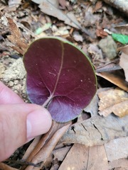 Asarum
