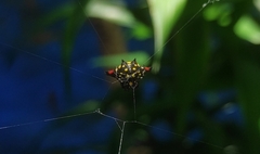 Gasteracantha
