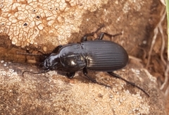 Pterostichus melanarius