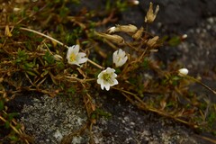 Dichodon cerastoides