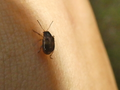 Paria