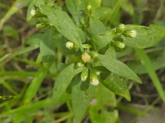 Symphyotrichum ontarionis