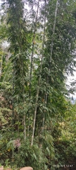 Guadua angustifolia