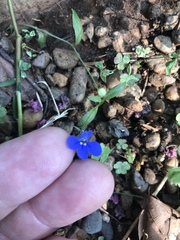 Lobelia erinus