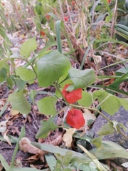 Alkekengi officinarum