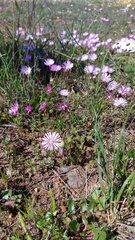 Lampranthus peacockiae