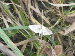 Polygrammodes flavidalis