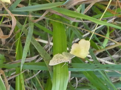 Polygrammodes flavidalis