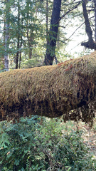 Dendroalsia abietina