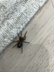 Tigrosa helluo