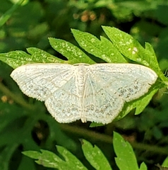 Scopula limboundata