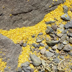 Berberis integerrima