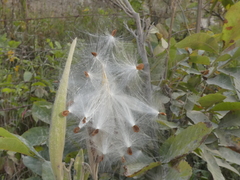 Asclepias tuberosa