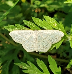 Scopula limboundata