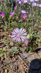 Lampranthus peacockiae
