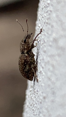 Pantomorus cervinus