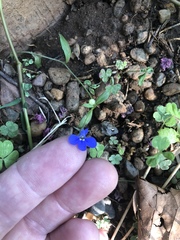 Lobelia erinus