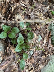 Pyrola americana