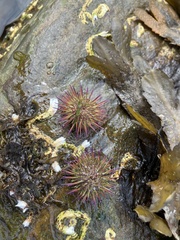 Psammechinus miliaris