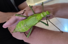 Heteropteryx dilatata