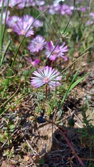 Lampranthus peacockiae