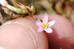 Centaurium pulchellum