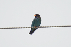 Eurystomus orientalis