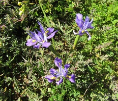 Moraea fugax