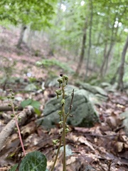 Pyrola americana