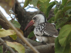 Tockus erythrorhynchus