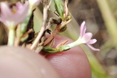 Centaurium pulchellum
