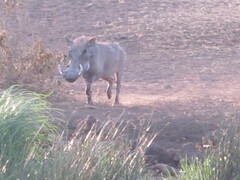 Phacochoerus africanus massaicus
