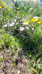 Lampranthus leptaleon