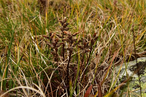 všivec močiarny (Pedicularis palustris)