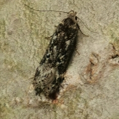 Anacampsis