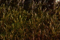 Sarmentypnum sarmentosum