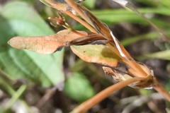 Centaurium pulchellum