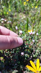 Lampranthus leptaleon