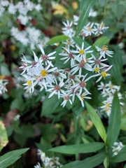 Eurybia divaricata