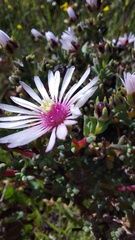 Lampranthus leptaleon