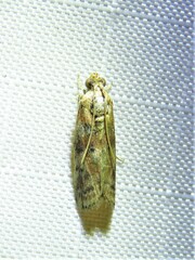 Sciota rubrisparsella