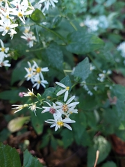 Eurybia divaricata