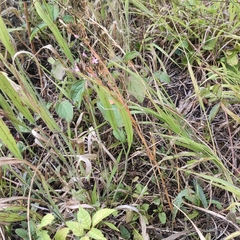 Centaurium pulchellum