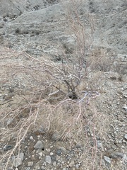 Psorothamnus schottii