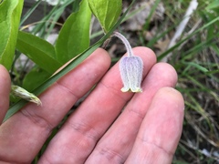 Clematis albicoma