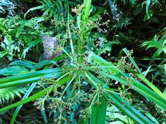 Scirpus ternatanus