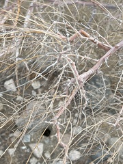 Psorothamnus schottii