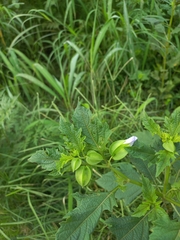 Nicandra physalodes