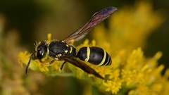 Ancistrocerus adiabatus