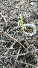 Scolopendra viridis